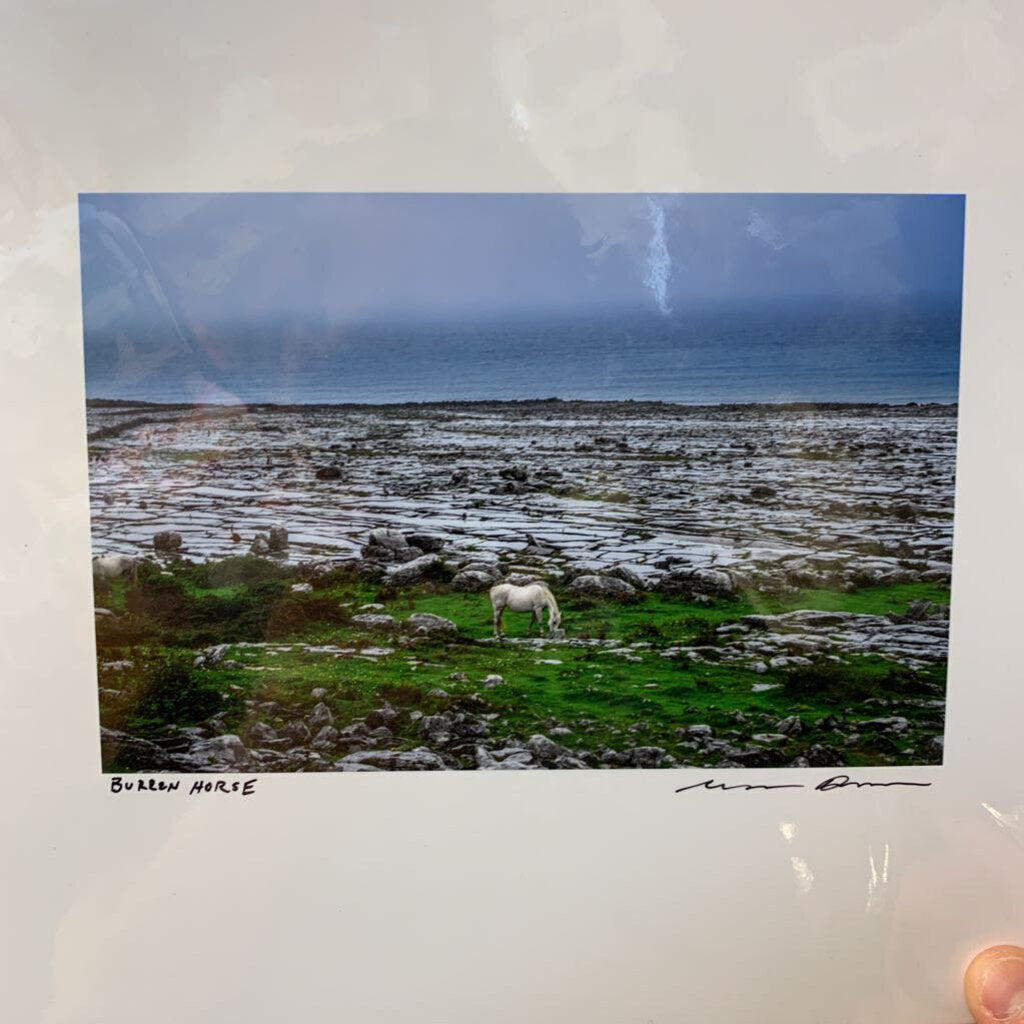 Burren Horse 8x8 Print